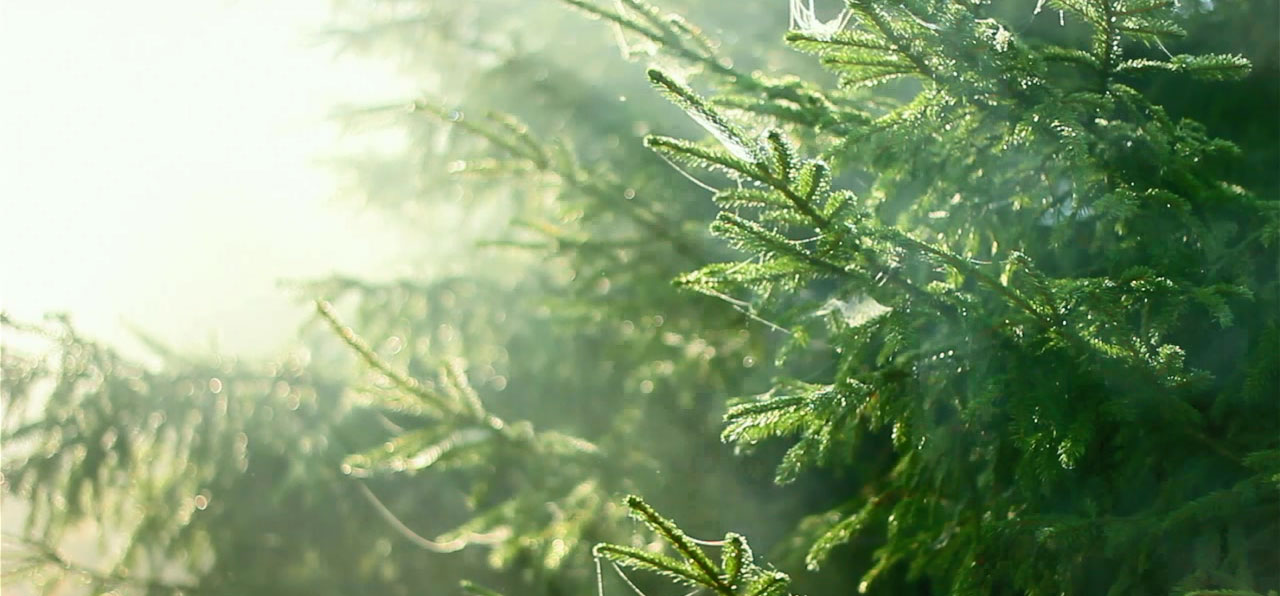 Dephina,专业研究和发展高品质室内舒适气候系统